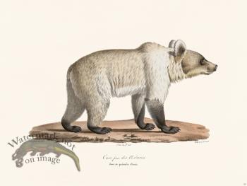 Cuvier 125 Female Brown Bear